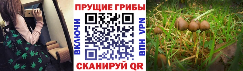 Галлюциногенные грибы Psilocybine cubensis  Купить где  Дедовск 